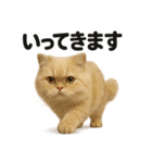 優しいペルシャ猫の日常で使えるLINE（個別スタンプ：12）