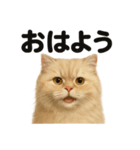 優しいペルシャ猫の日常で使えるLINE（個別スタンプ：13）