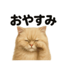 優しいペルシャ猫の日常で使えるLINE（個別スタンプ：14）