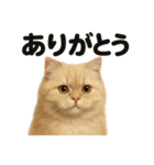 優しいペルシャ猫の日常で使えるLINE（個別スタンプ：15）