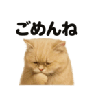 優しいペルシャ猫の日常で使えるLINE（個別スタンプ：16）