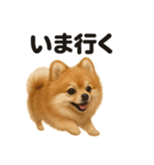 優しいポメラニアンの日常会話LINEスタンプ（個別スタンプ：1）