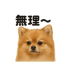優しいポメラニアンの日常会話LINEスタンプ（個別スタンプ：2）