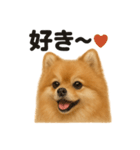 優しいポメラニアンの日常会話LINEスタンプ（個別スタンプ：4）