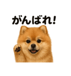 優しいポメラニアンの日常会話LINEスタンプ（個別スタンプ：5）