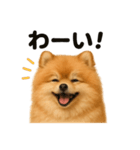 優しいポメラニアンの日常会話LINEスタンプ（個別スタンプ：6）