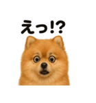 優しいポメラニアンの日常会話LINEスタンプ（個別スタンプ：7）