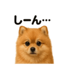 優しいポメラニアンの日常会話LINEスタンプ（個別スタンプ：8）