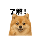 優しいポメラニアンの日常会話LINEスタンプ（個別スタンプ：9）