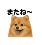 優しいポメラニアンの日常会話LINEスタンプ（個別スタンプ：10）