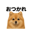 優しいポメラニアンの日常会話LINEスタンプ（個別スタンプ：11）