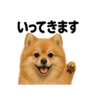 優しいポメラニアンの日常会話LINEスタンプ（個別スタンプ：12）