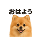 優しいポメラニアンの日常会話LINEスタンプ（個別スタンプ：14）