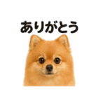 優しいポメラニアンの日常会話LINEスタンプ（個別スタンプ：15）