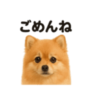 優しいポメラニアンの日常会話LINEスタンプ（個別スタンプ：16）