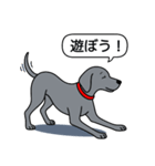 ワイマラナー(スムース+グレー)（個別スタンプ：6）