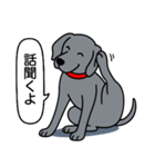 ワイマラナー(スムース+グレー)（個別スタンプ：8）