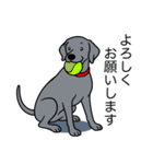 ワイマラナー(スムース+グレー)（個別スタンプ：14）