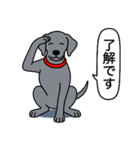 ワイマラナー(スムース+グレー)（個別スタンプ：17）
