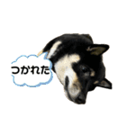 れい✖️るい黒柴犬（個別スタンプ：3）