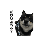 れい✖️るい黒柴犬（個別スタンプ：4）