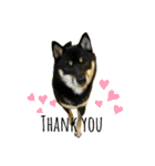 れい✖️るい黒柴犬（個別スタンプ：5）
