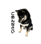 れい✖️るい黒柴犬（個別スタンプ：6）