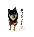 れい✖️るい黒柴犬（個別スタンプ：7）