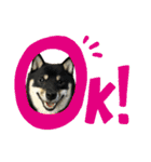 れい✖️るい黒柴犬（個別スタンプ：8）