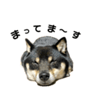 れい✖️るい黒柴犬（個別スタンプ：9）