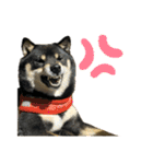 れい✖️るい黒柴犬（個別スタンプ：10）