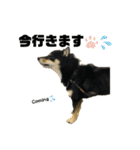 れい✖️るい黒柴犬（個別スタンプ：11）