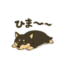 れい✖️るい黒柴犬（個別スタンプ：23）