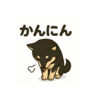 れい✖️るい黒柴犬（個別スタンプ：25）