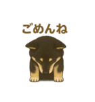 れい✖️るい黒柴犬（個別スタンプ：36）