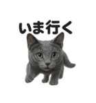 優しいロシアンブルーの日常で使えるLINE（個別スタンプ：1）