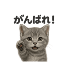 可愛いマンチカンの日常で使えるLINE（個別スタンプ：5）