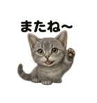 可愛いマンチカンの日常で使えるLINE（個別スタンプ：10）