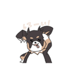 まろ眉ロングコートチワワのまろ。（個別スタンプ：6）