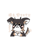 まろ眉ロングコートチワワのまろ。（個別スタンプ：8）