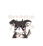 まろ眉ロングコートチワワのまろ。（個別スタンプ：11）