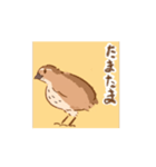 動く！並うずらスタンプ（個別スタンプ：16）