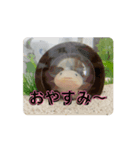 ウーパールーパーほのぼのうめ日記(挨拶編)（個別スタンプ：3）