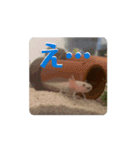 ウーパールーパーほのぼのうめ日記(挨拶編)（個別スタンプ：4）