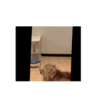 タヌ動画01（個別スタンプ：5）