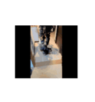 タヌ動画01（個別スタンプ：8）