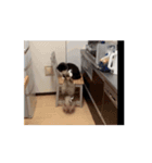 タヌ動画01（個別スタンプ：16）