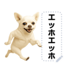 エッホエッホ 伝えなきゃ チワワだよ！（個別スタンプ：1）