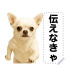 エッホエッホ 伝えなきゃ チワワだよ！（個別スタンプ：2）