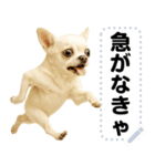 エッホエッホ 伝えなきゃ チワワだよ！（個別スタンプ：3）